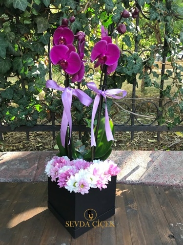 Kutuda Orkide ve Kır Çiçekleri
