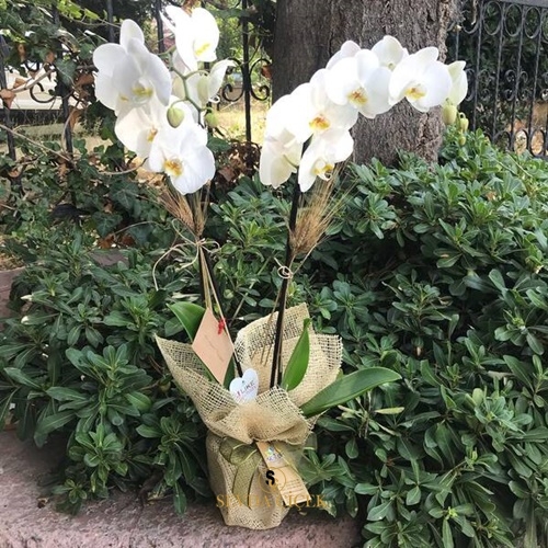 İki Dal Beyaz Orkide