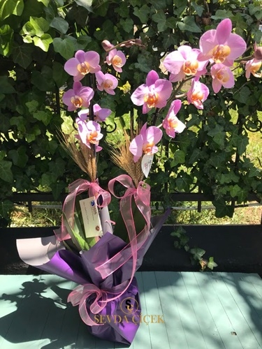 Pembe Orkide Çiçeği