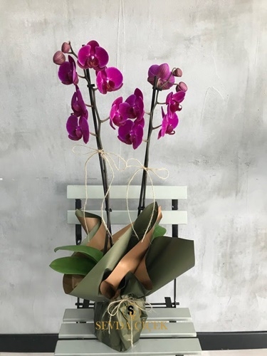 Çift Dal Mor Orkide
