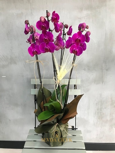 Dört Dal Mor Orkideler