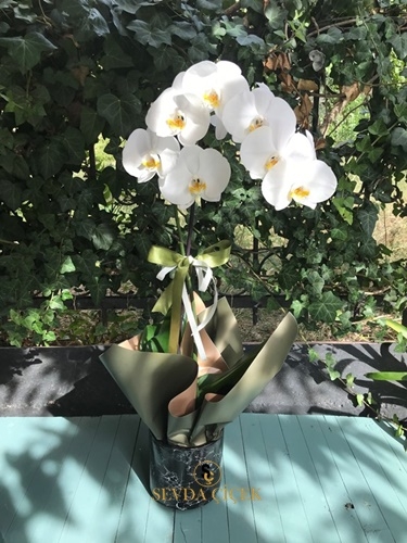 Tek Dal Sade Beyaz Orkide
