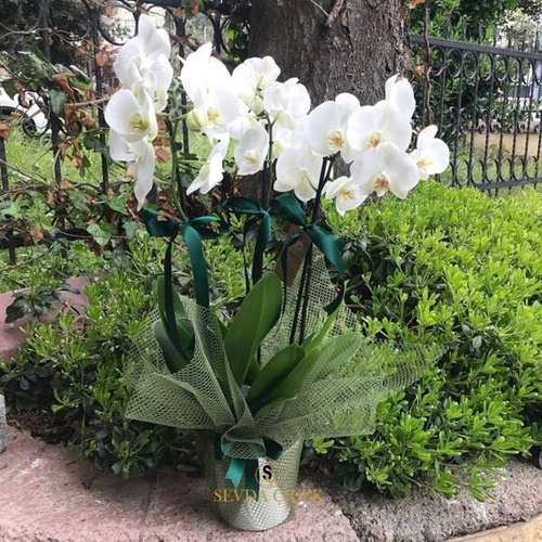 Üç Dal Beyaz Orkide Çiçeği